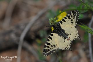 Orman Fistosu&nbsp;(Allancastria &nbsp;cerisyi)