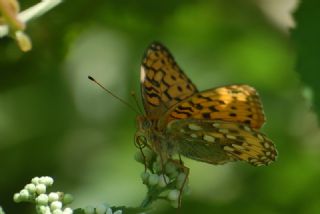 Gzel nci (Argynnis aglaja)