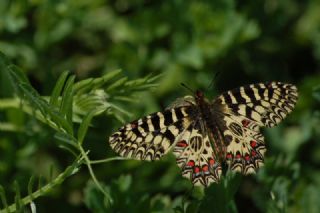G�ney Fistosu&nbsp;(Zerynthia&nbsp;polyxena)