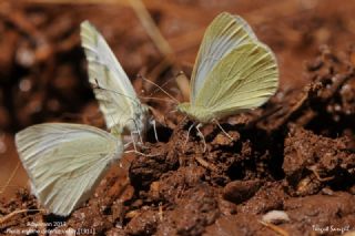 Da� Beyazmele�i&nbsp;(Pieris&nbsp;ergane)