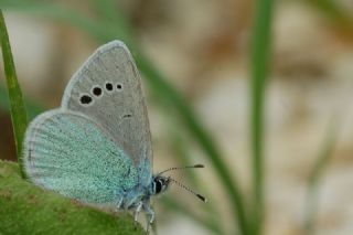 Karag�z Mavisi&nbsp;(Glaucopsyche&nbsp;alexis)