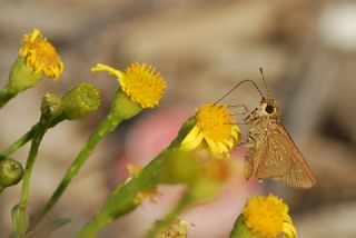 Beyaz �illi Kara Z�pz�p&nbsp;(Pelopidas &nbsp;thrax)