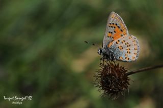 Akbes Gelinci�i&nbsp;(Tomares&nbsp;nesimachus)