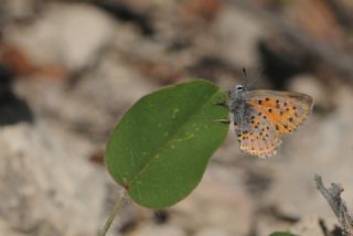 Anadolu Gelinci�i&nbsp;(Tomares&nbsp;nogelii)