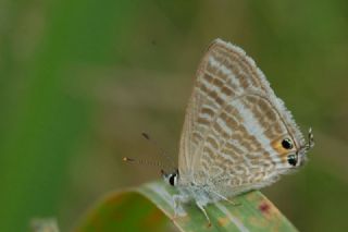 Lampides&nbsp;(Lampides&nbsp;boeticus)