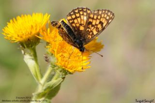 Amannisa&nbsp;(Melitaea&nbsp;athalia)