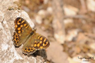 Karanl�k Orman Esmeri&nbsp;(Pararge&nbsp;aegeria)