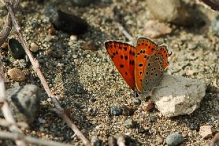 K���k Ate� G�zeli&nbsp;(Lycaena&nbsp;thersamon)