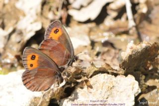 �sko� G�zelesmeri&nbsp;(Erebia&nbsp;aethiops)