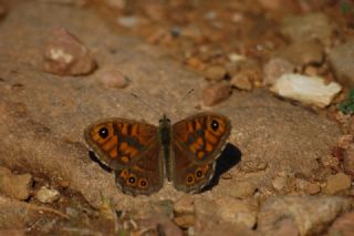 K���k Esmerboncuk&nbsp;(Lasiommata&nbsp;megera)