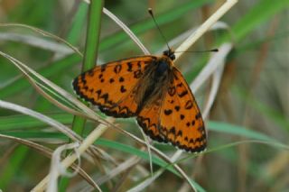 G�zel �parhan&nbsp;(Melitaea&nbsp;trivia)