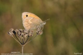 Kk Zpzp Perisi (Coenonympha pamphilus)