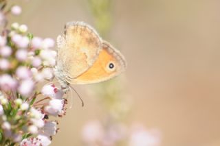 Kk Zpzp Perisi (Coenonympha pamphilus)