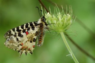 Orman Fistosu&nbsp;(Allancastria &nbsp;cerisyi)