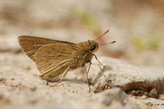 Beyaz �illi Kara Z�pz�p&nbsp;(Pelopidas &nbsp;thrax)