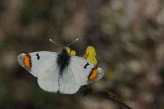 Zegris (Zegris eupheme)