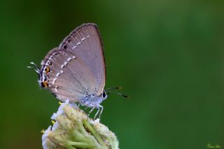 Sevbeni (Satyrium abdominalis)