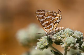 eytanck (Cigaritis acamas)