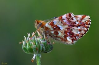 Balkan Meneke Kelebei (Boloria graeca)