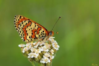 Kafkasyal parhan (Melitaea interrupta)