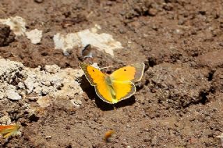 Anadolu Azameti (Colias aurorina)