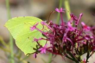 Anadolu Orakkanad (Gonepteryx farinosa)