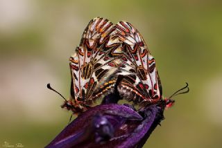 Gney Fistosu (Zerynthia polyxena)