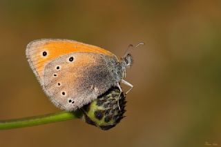 Kafkasya Zpzp Perisi (Coenonympha symphita)