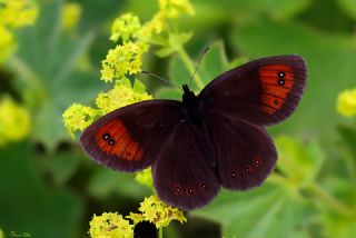 Mecnun Gzelesmeri (Erebia melancholica)