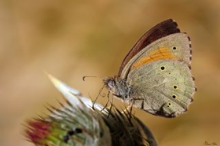 Kaya Esmeri (Kirinia clymene)