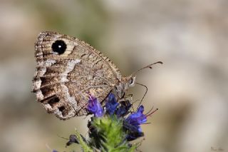 Beyaz Damarl Pirireis (Satyrus amasinus)