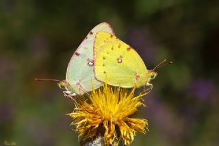 Gzel Azamet (Colias alfacariensis)