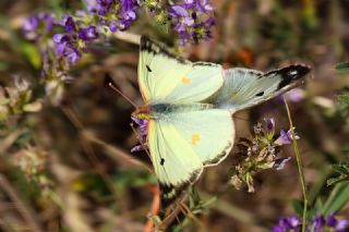 Gzel Azamet (Colias alfacariensis)