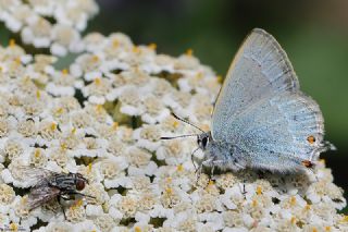 Mavi Sevbeni (Satyrium armenum)