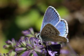 okgzl Yalanc illi Mavi (Polyommatus corydonius)