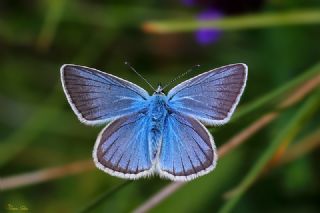 okgzl Damon Mavisi (Polyommatus damon)