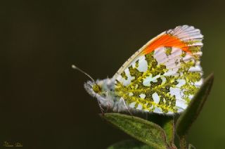 Turuncu Ssl (Anthocharis cardamines)