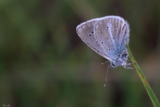 okgzl Trk Mavisi (Polyommatus turcicus)