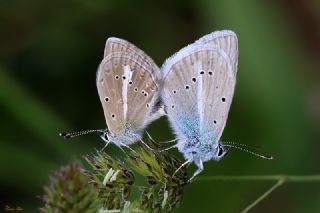 okgzl Ar Mavisi (Polyommatus vanensis)