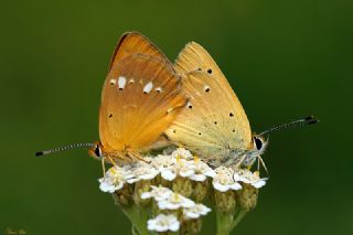 Orman Bakr Gzeli (Lycaena virgaureae)