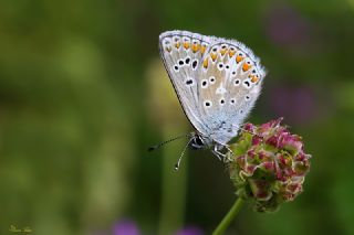 okgzl Orman Esmeri (Aricia artaxerxes)