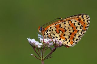 Benekli parhan (Melitaea didyma)