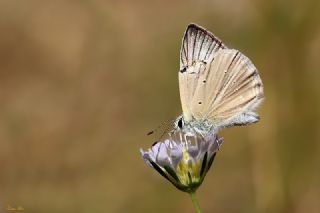 okgzl Anadolu Beyaz (Polyommatus menalcas)