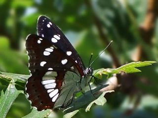 Akdeniz Hanmeli Kelebei (Limenitis reducta)