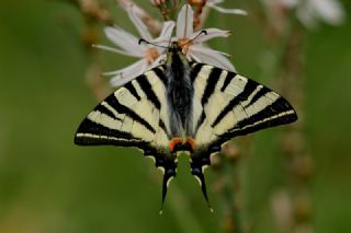 Erik Krlangkuyruk (Iphiclides podalirius)