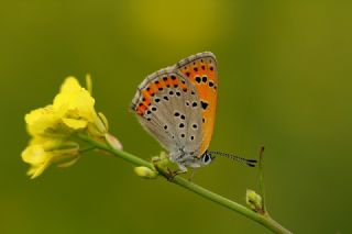 Kk Ate Gzeli (Lycaena thersamon)