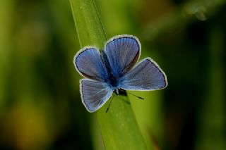 okgzl Mavi (Polyommatus icarus)