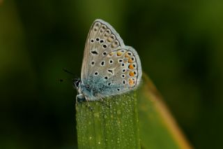 okgzl Mavi (Polyommatus icarus)