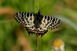 Orman Fistosu (Allancastria  cerisyi)