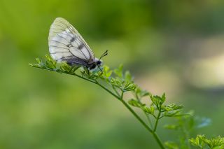 Dumanl� Apollo&nbsp;(Parnassius&nbsp;mnemosyne)